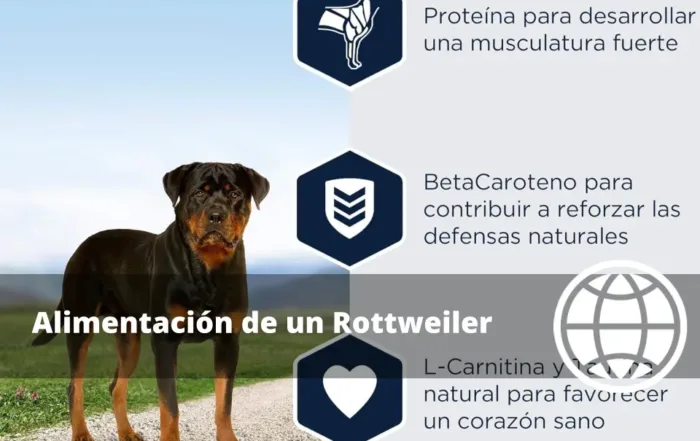 Alimentación de un Rottweiler
