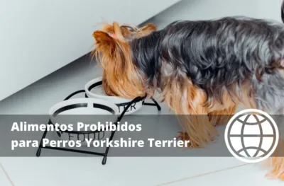 Alimentos Prohibidos para Perros Yorkshire Terrier