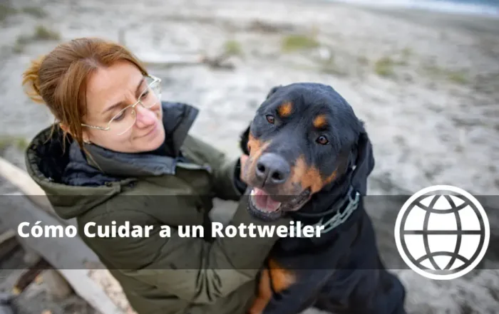 Cómo Cuidar a un Rottweiler