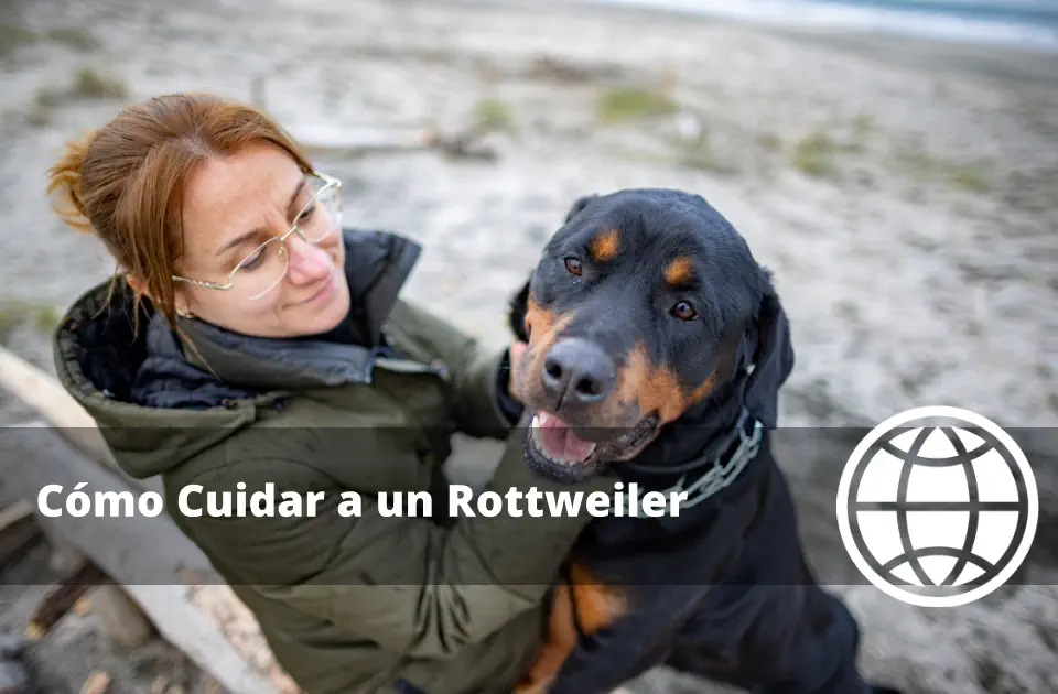Cómo Cuidar a un Rottweiler