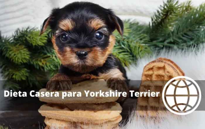 Dieta Casera para Yorkshire Terrier