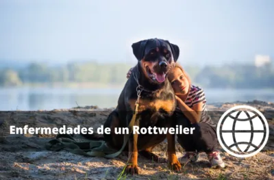 Enfermedades de un Rottweiler