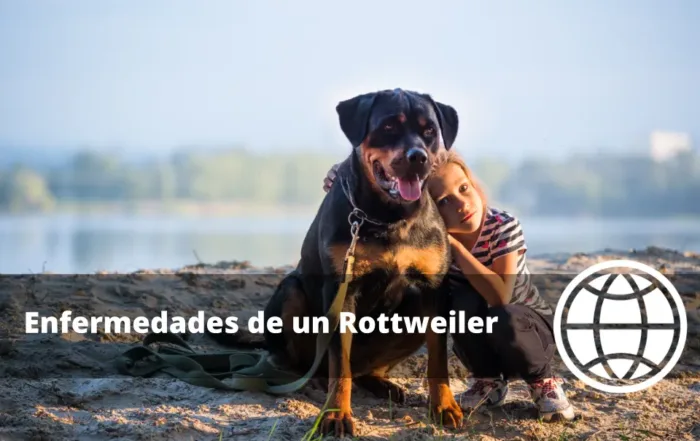 Enfermedades de un Rottweiler