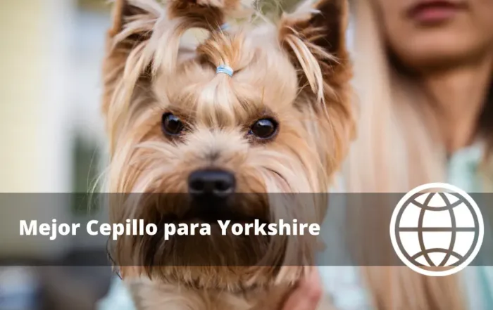 Mejor Cepillo para Yorkshire