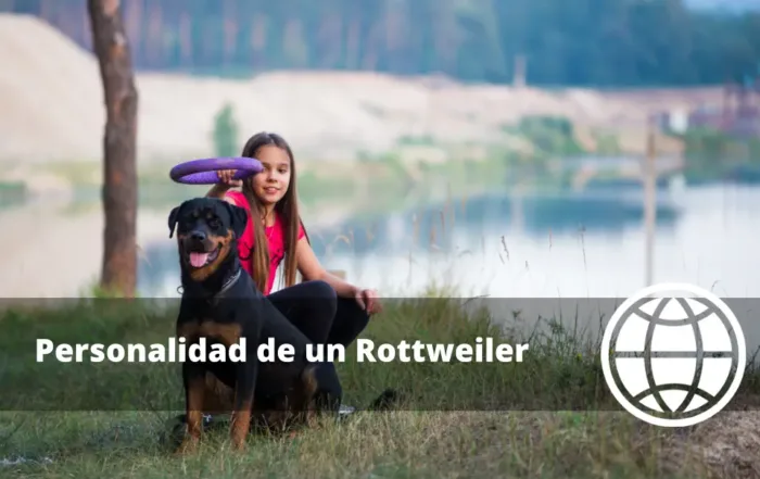 Personalidad de un Rottweiler