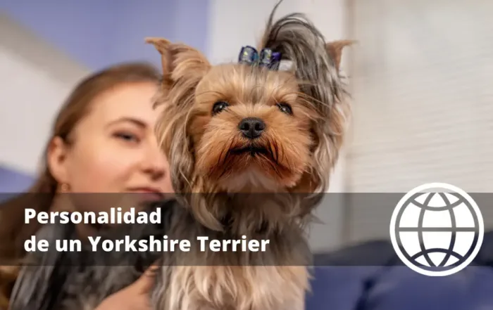 Personalidad de un Yorkshire Terrier