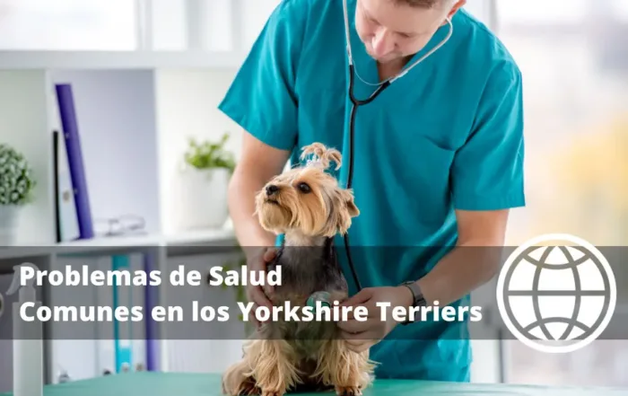 Problemas de Salud Comunes en los Yorkshire Terriers