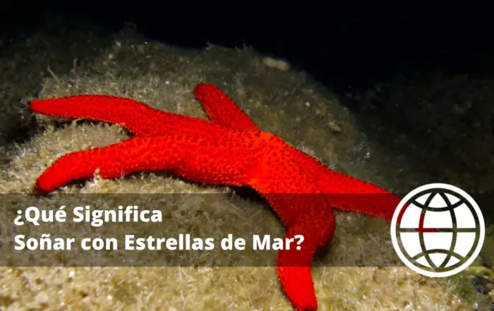 Qué Significa Soñar con Estrellas de Mar