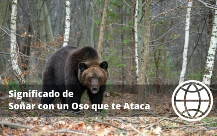 Significado de Soñar con un Oso que te Ataca