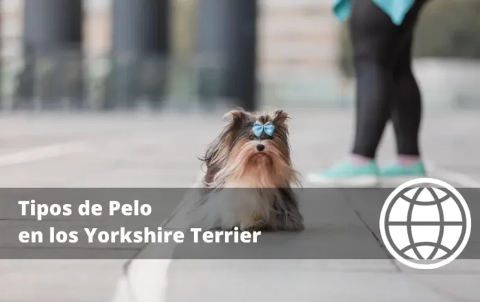Tipos de Pelo en los Yorkshire Terrier