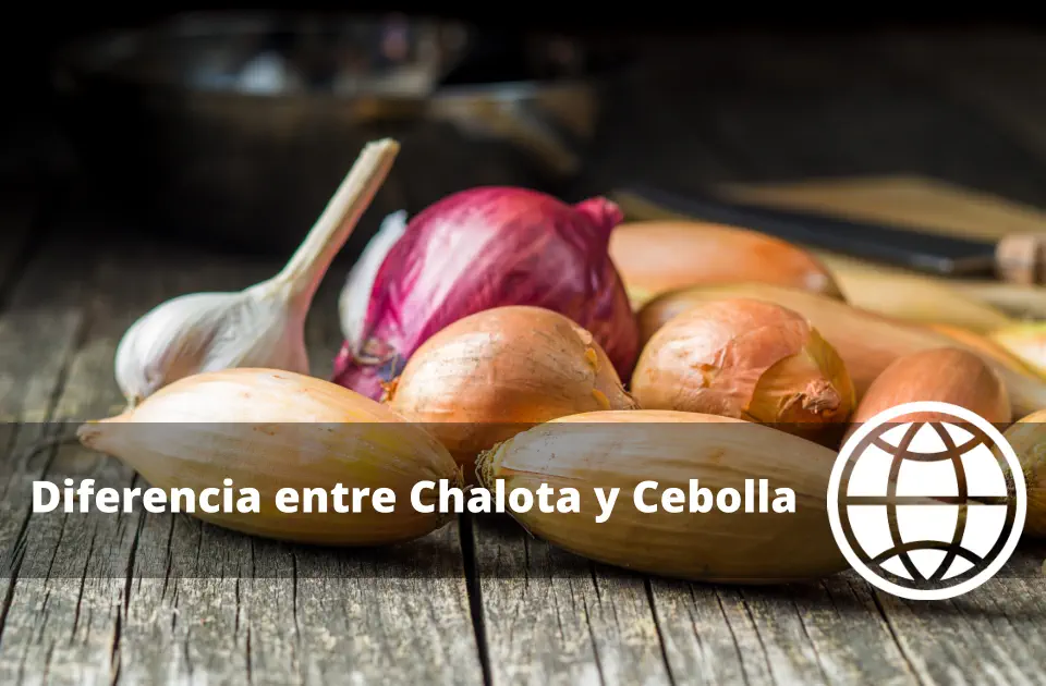 Diferencia entre Chalota y Cebolla