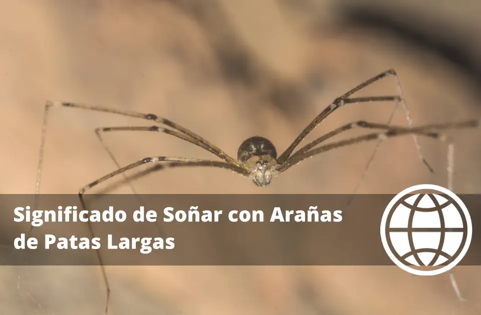 Significado de Soñar con Arañas de Patas Largas