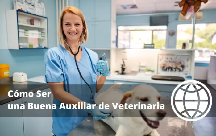 Cómo Ser una Buena Auxiliar de Veterinaria