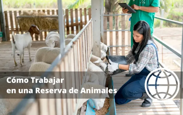 Cómo Trabajar en una Reserva de Animales