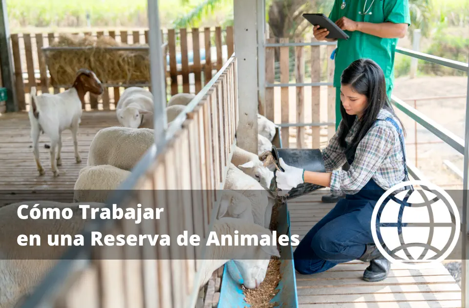 Cómo Trabajar en una Reserva de Animales