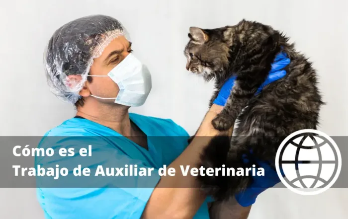 Cómo es el Trabajo de Auxiliar de Veterinaria