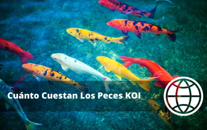 Cuánto Cuestan Los Peces KOI