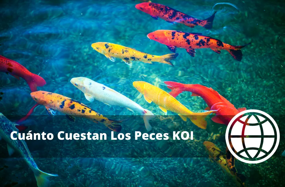 Cuánto Cuestan Los Peces KOI