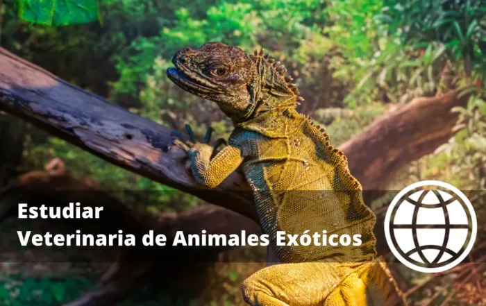 Estudiar Veterinaria de Animales Exóticos Qué Voy a Estudiar