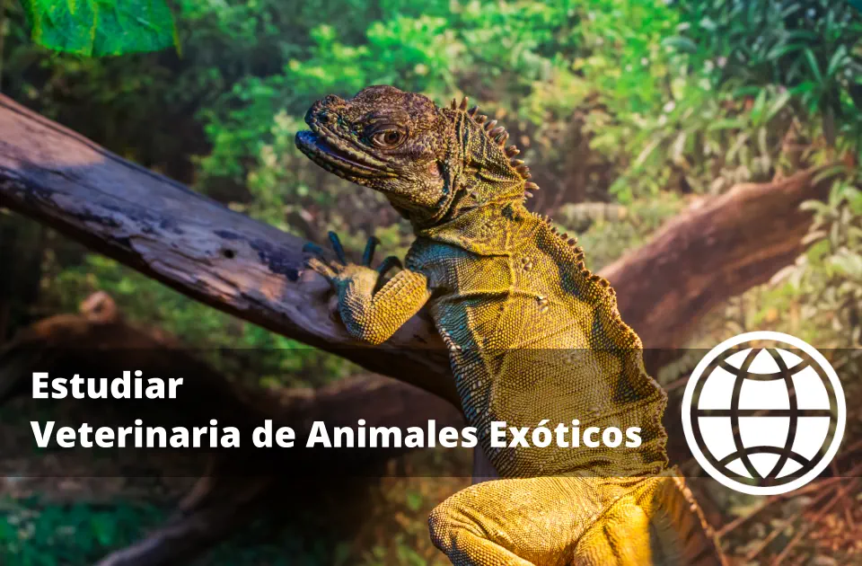 Estudiar Veterinaria de Animales Exóticos