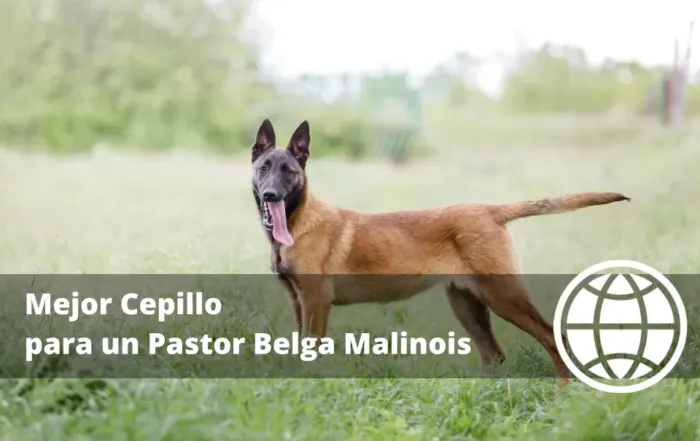 Mejor Cepillo para un Pastor Belga Malinois