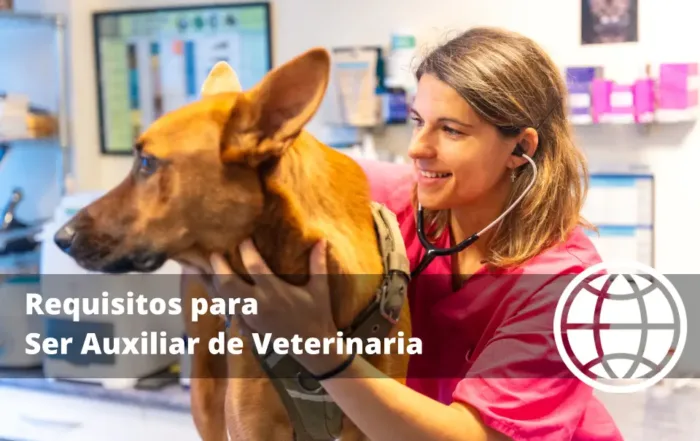 Requisitos para Ser Auxiliar de Veterinaria en España