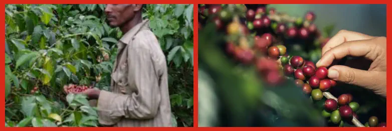 Café de Origen Único