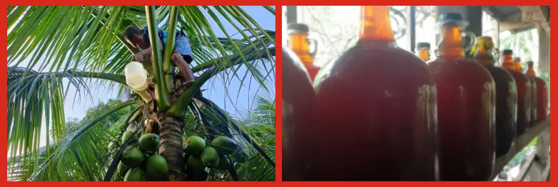 Cómo se Produce la Tuba