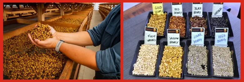 Proceso Honey en Café