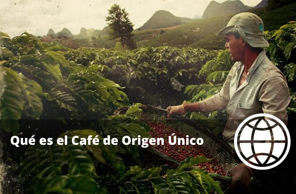 Qué es el Café de Origen Único