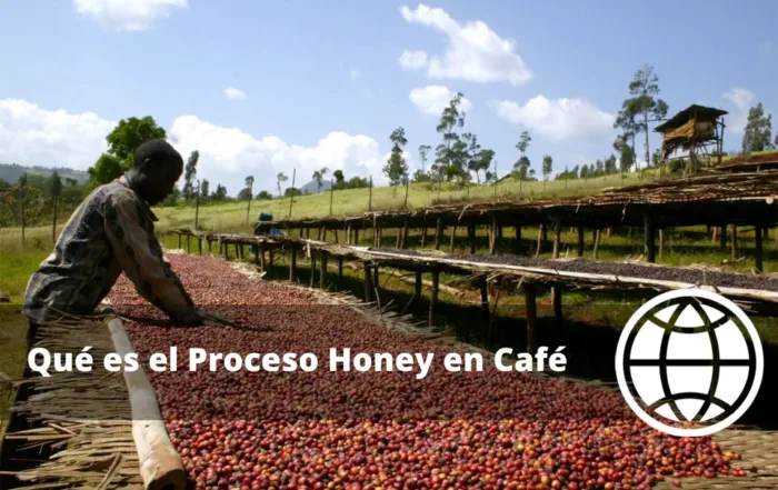 Qué es el Proceso Honey en Café