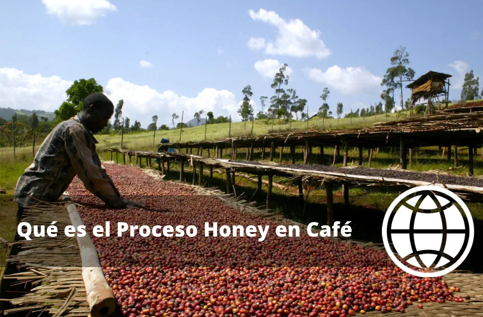 Qué es el Proceso Honey en Café