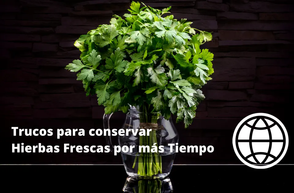 Trucos para conservar Hierbas Frescas por más Tiempo