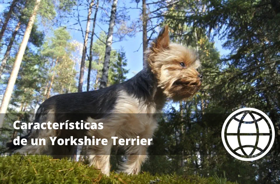 Características de un Yorkshire Terrier
