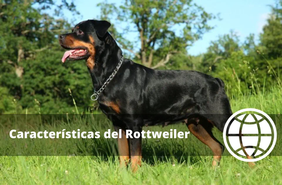 Características del Rottweiler