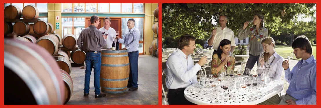 Curso de Cata de Vinos para Principiantes Presencial en Bodega