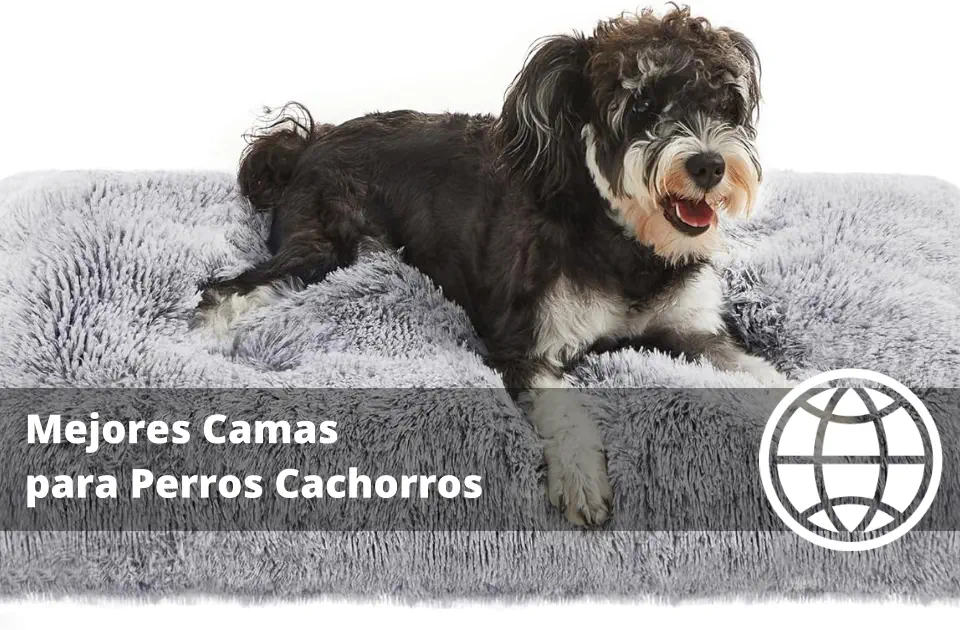 Mejores Camas para Perros Cachorros