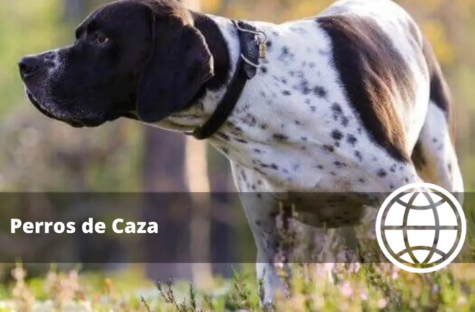 Qué son los Perros de Caza