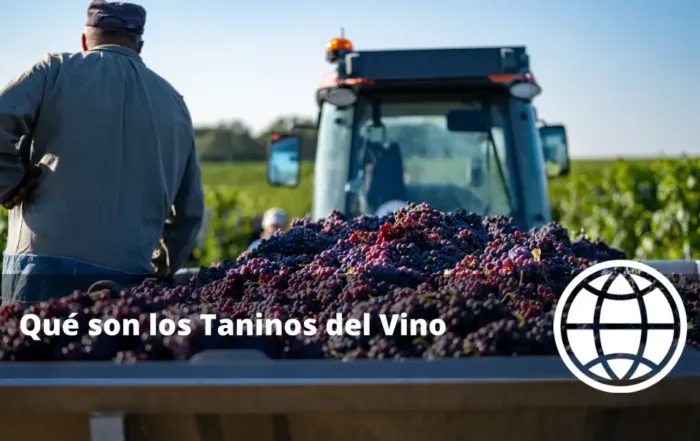 Qué son los Taninos del Vino