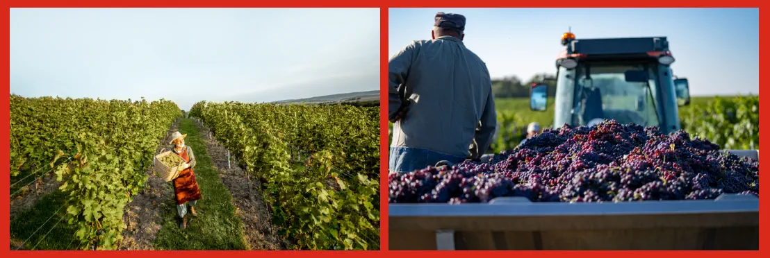 qué se estudia sobre la vid para elaborar vino