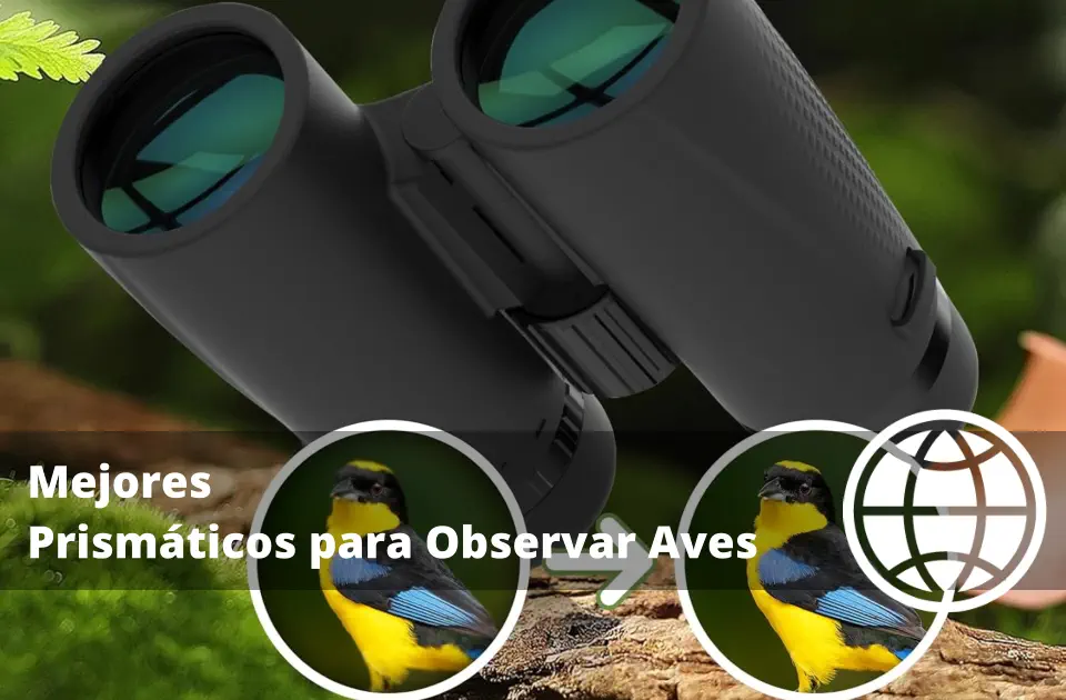 Mejores Prismáticos para Observar Aves